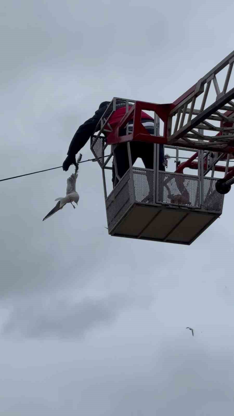 Tellerde mahsur kalan martıyı itfaiye ekipleri kurtardı
