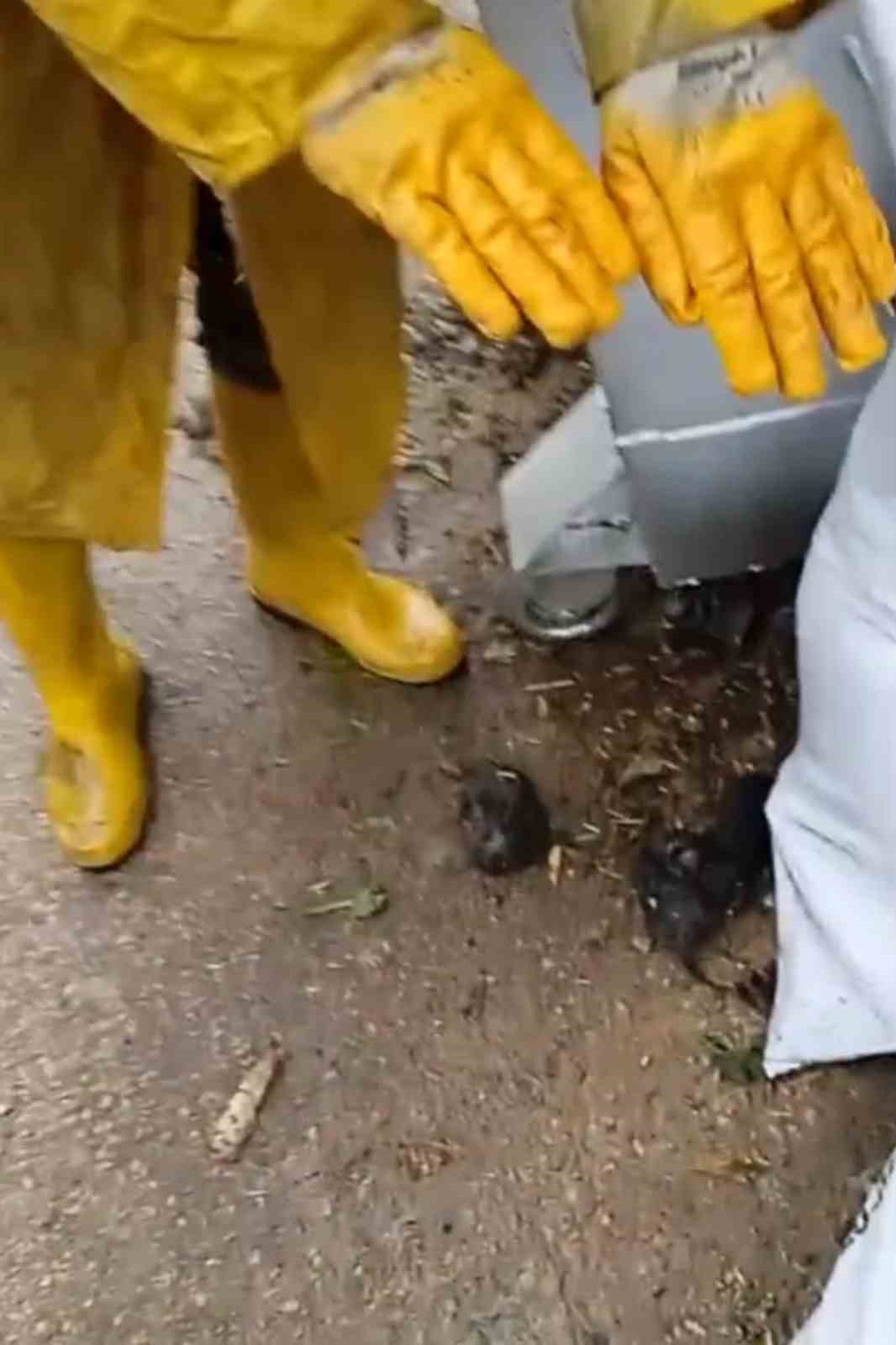 Temizlik işçilerinin dikkati, yavru kedileri ölümden kurtardı
