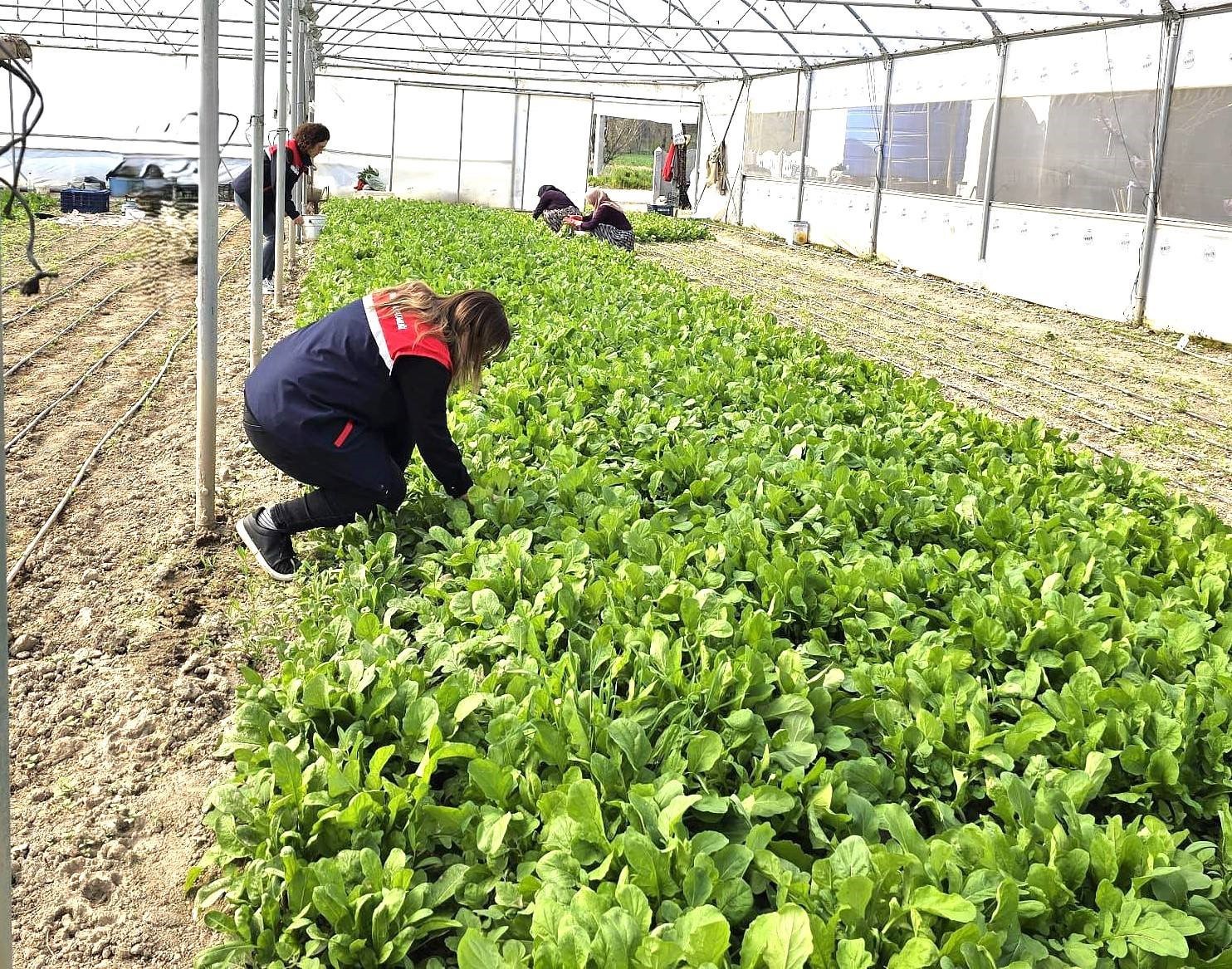 Tere ve roka üretilen seralardan denetim
