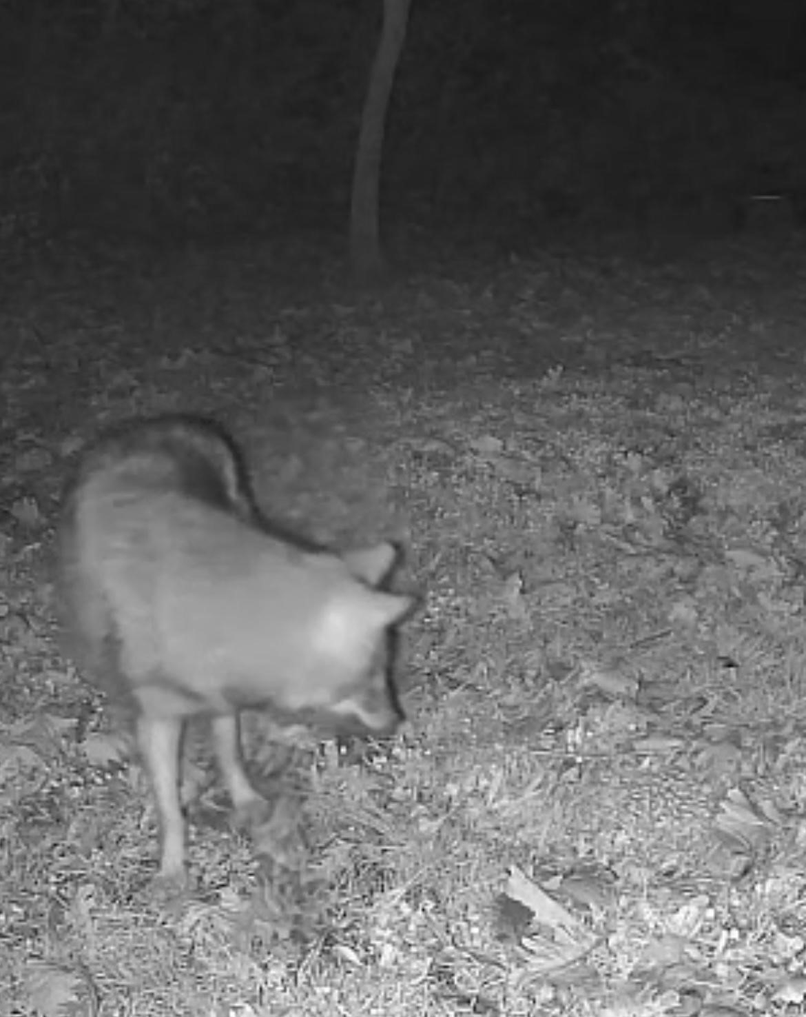 Terkos Gölü kıyısında gece sürprizi: Karavan kampçısının kamerasına kurt yansıdı
