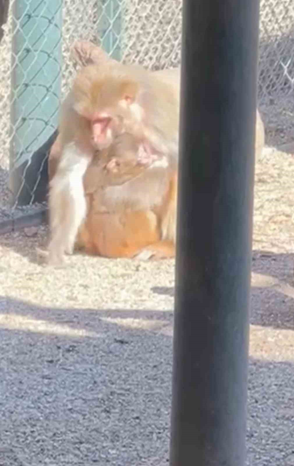 Terminalde koli içinde yakalanan yavru maymunun ’Fıstık’ gibi hayatı oldu
