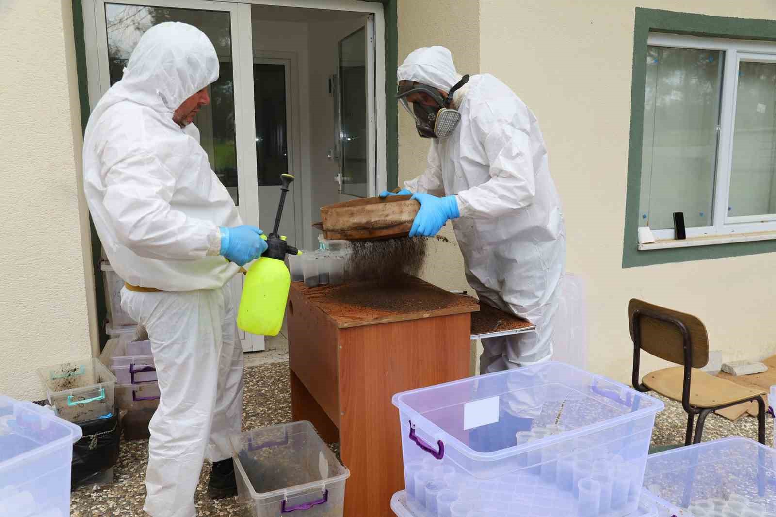 Terminatör böcekler iş başında
