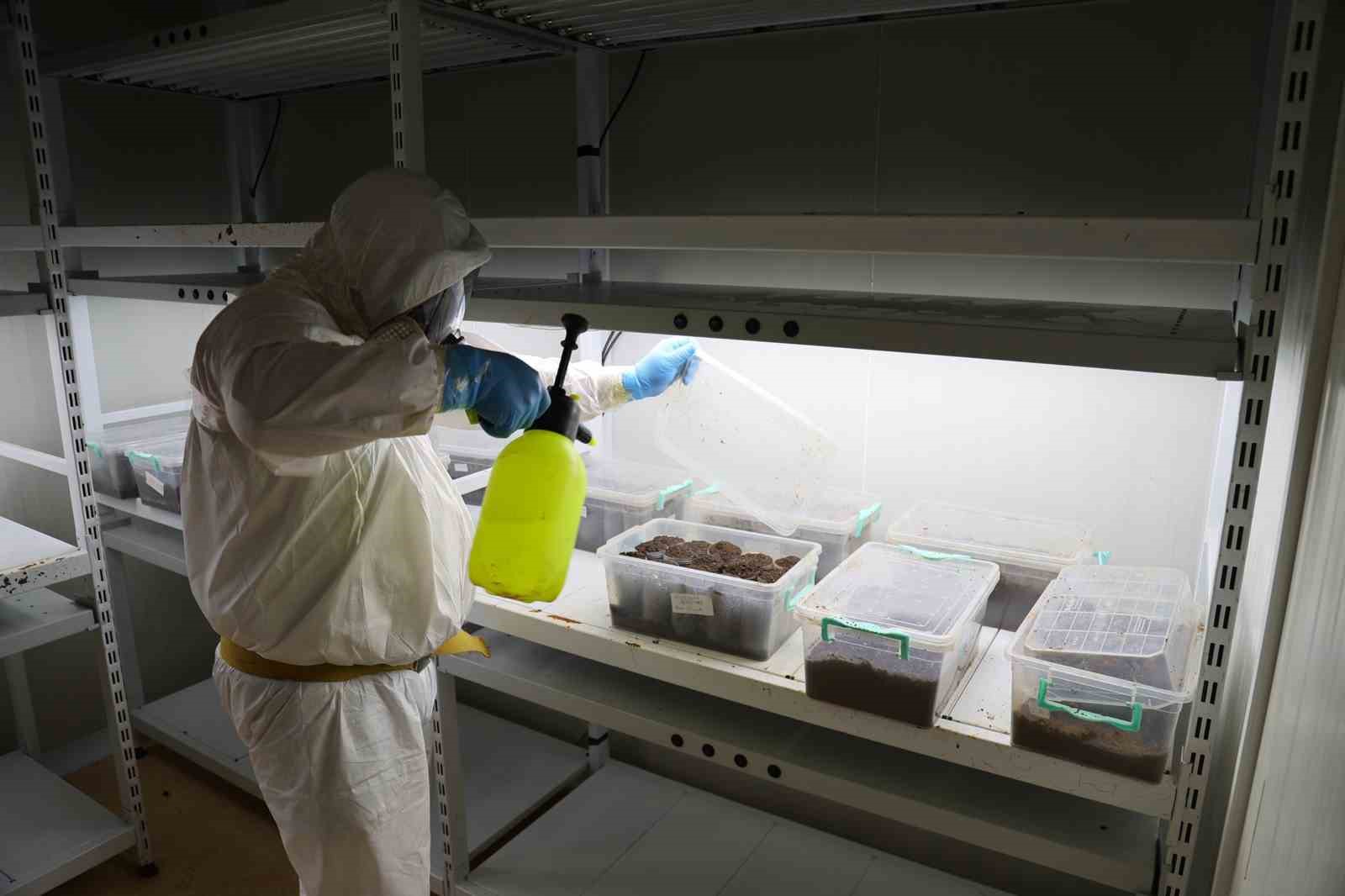 Terminatör böcekler iş başında
