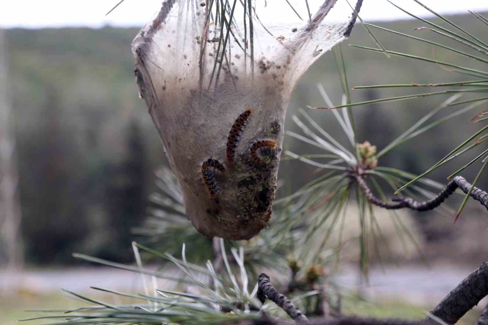 Terminatör böcekler iş başında
