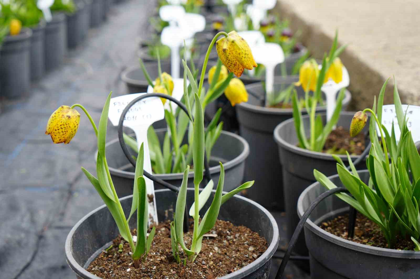 Ters laleyi koparmanın cezası 700 bin lira: Yılda sadece 20 gün yaşıyor
