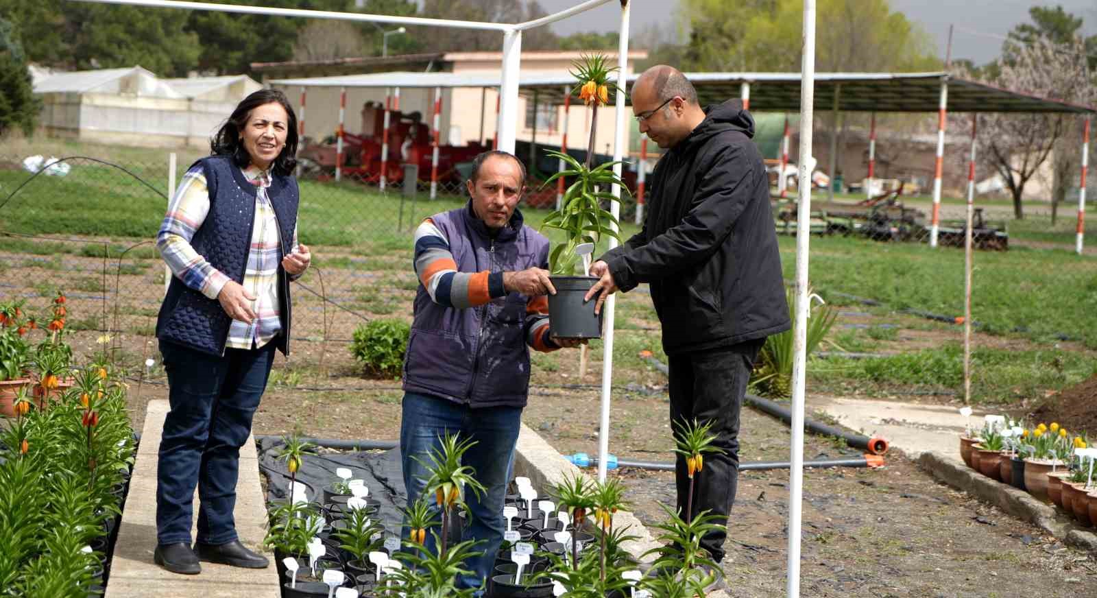 Ters laleyi koparmanın cezası 700 bin lira: Yılda sadece 20 gün yaşıyor
