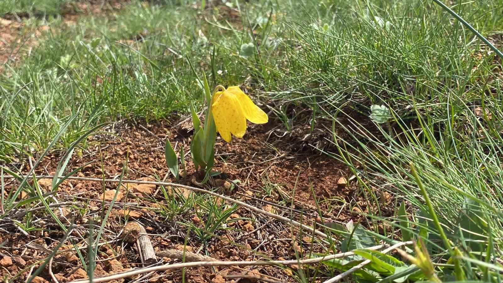 Ters laleyi koparmanın cezası 700 bin TL
