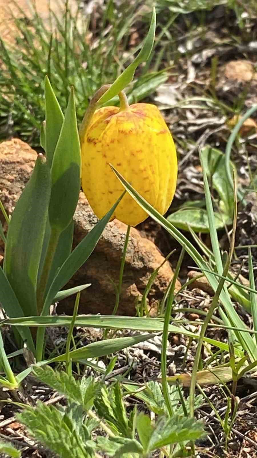 Ters laleyi koparmanın cezası 700 bin TL
