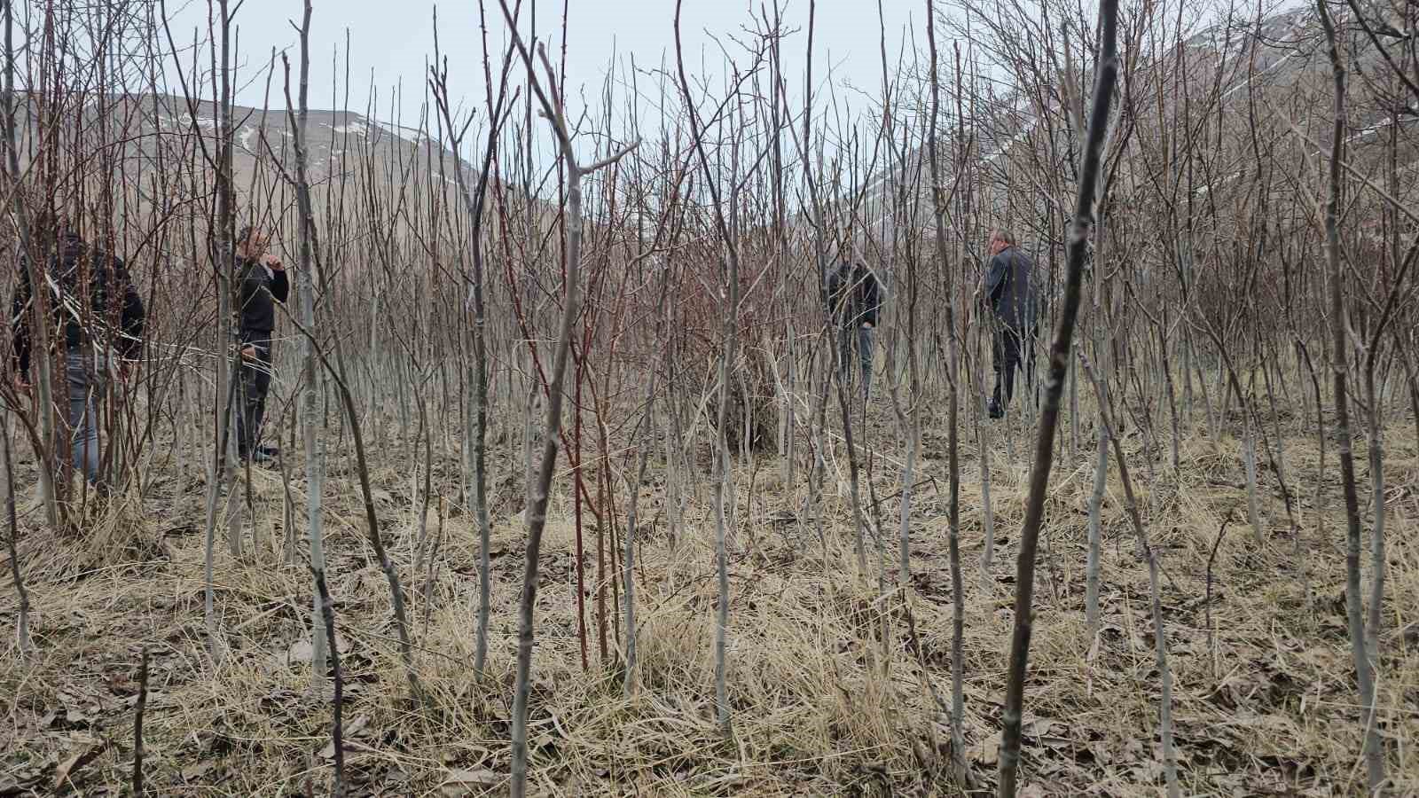 Tescilli Adilcevaz ceviz fidanı satışa sunuldu
