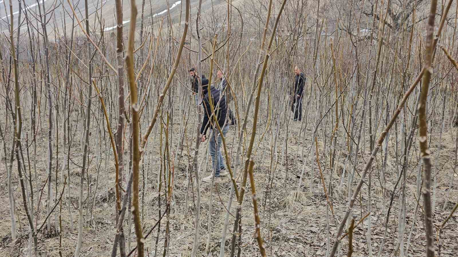 Tescilli Adilcevaz ceviz fidanı satışa sunuldu
