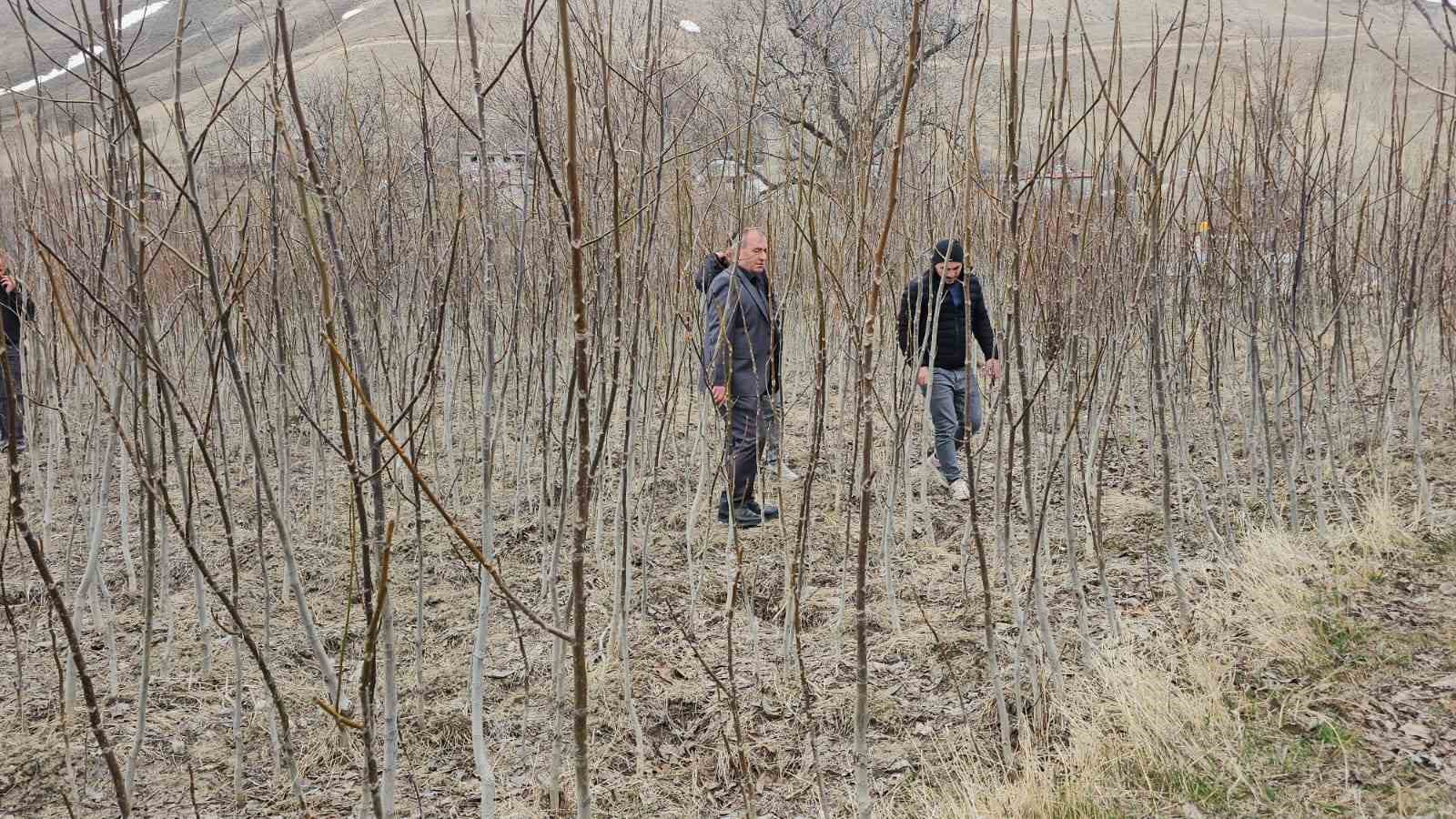 Tescilli Adilcevaz ceviz fidanı satışa sunuldu
