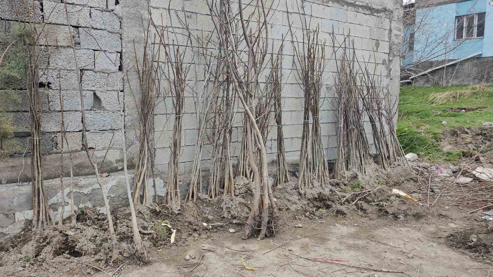 Tescilli Adilcevaz ceviz fidanı satışa sunuldu
