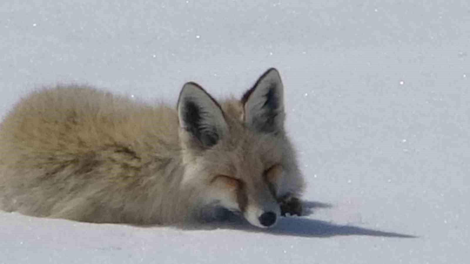 Tilki karla kaplı arazide dinlenirken görüntülendi
