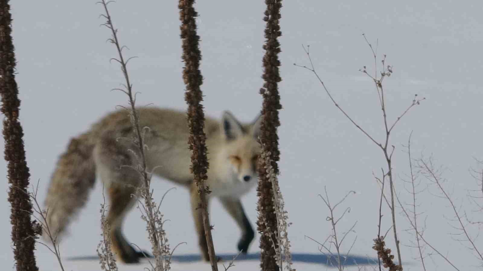 Tilki karla kaplı arazide dinlenirken görüntülendi
