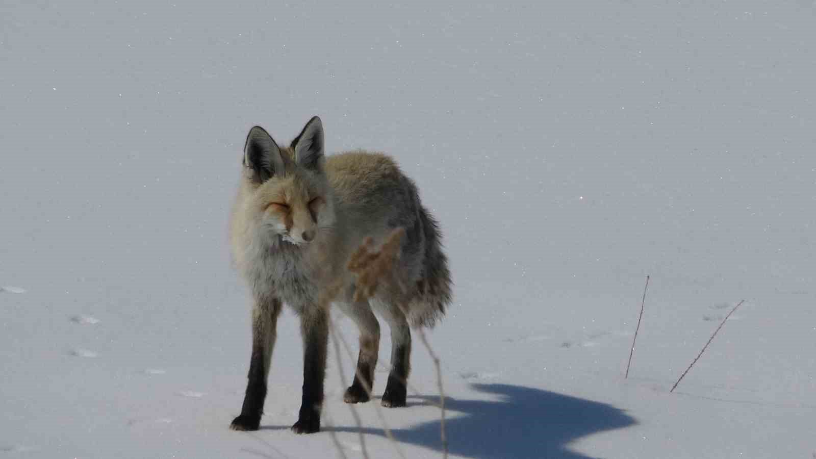 Tilki karla kaplı arazide dinlenirken görüntülendi
