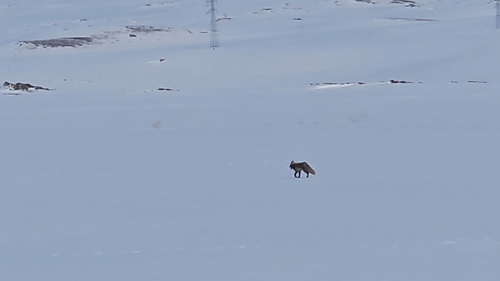 Tilkiler yol kenarında yiyecek aradı
