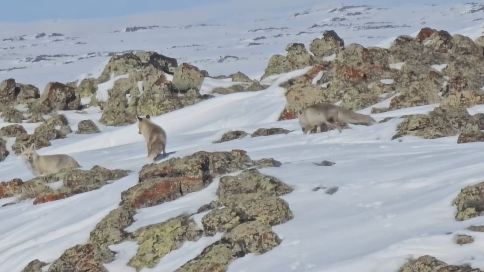 Tilkiler yol kenarında yiyecek aradı
