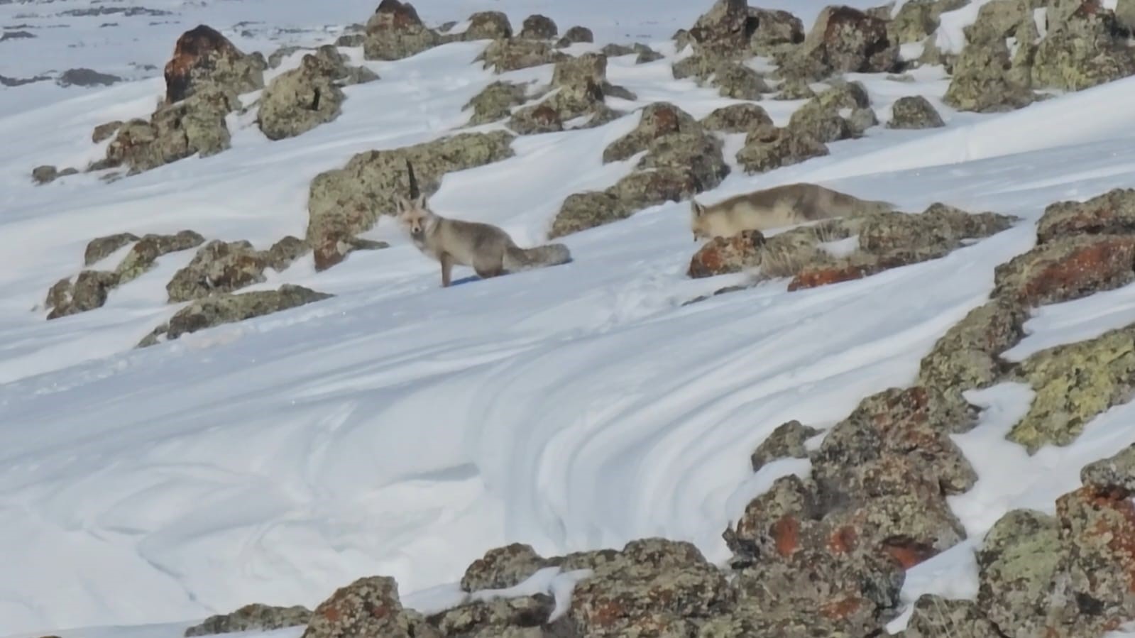 Tilkiler yol kenarında yiyecek aradı
