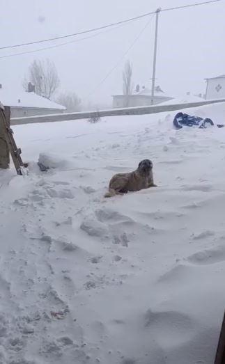 Tipide ahıra saklanan köpek kapıya sıkıştı
