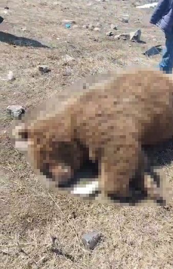 TIR’ın çarptığı boz ayı telef oldu
