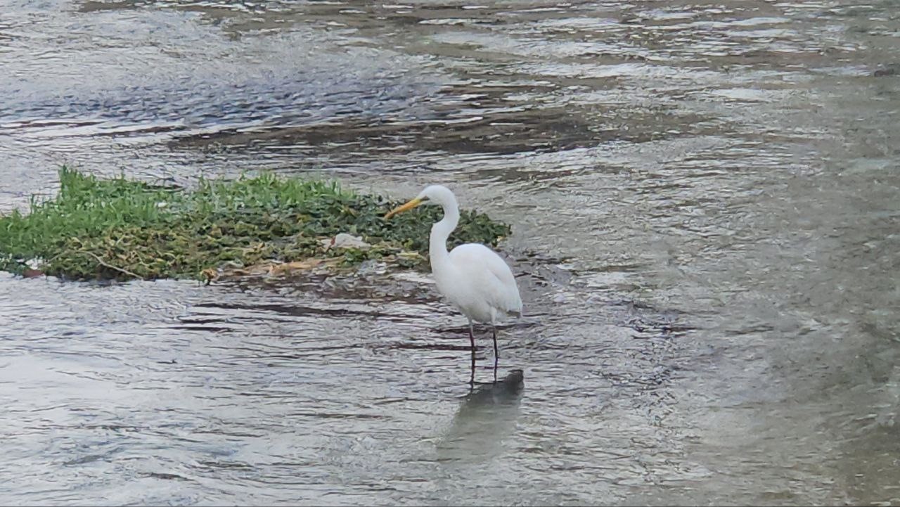 Tohma Çayı’nı mesken tutan balıkçıl kuşu ilgi görüyor
