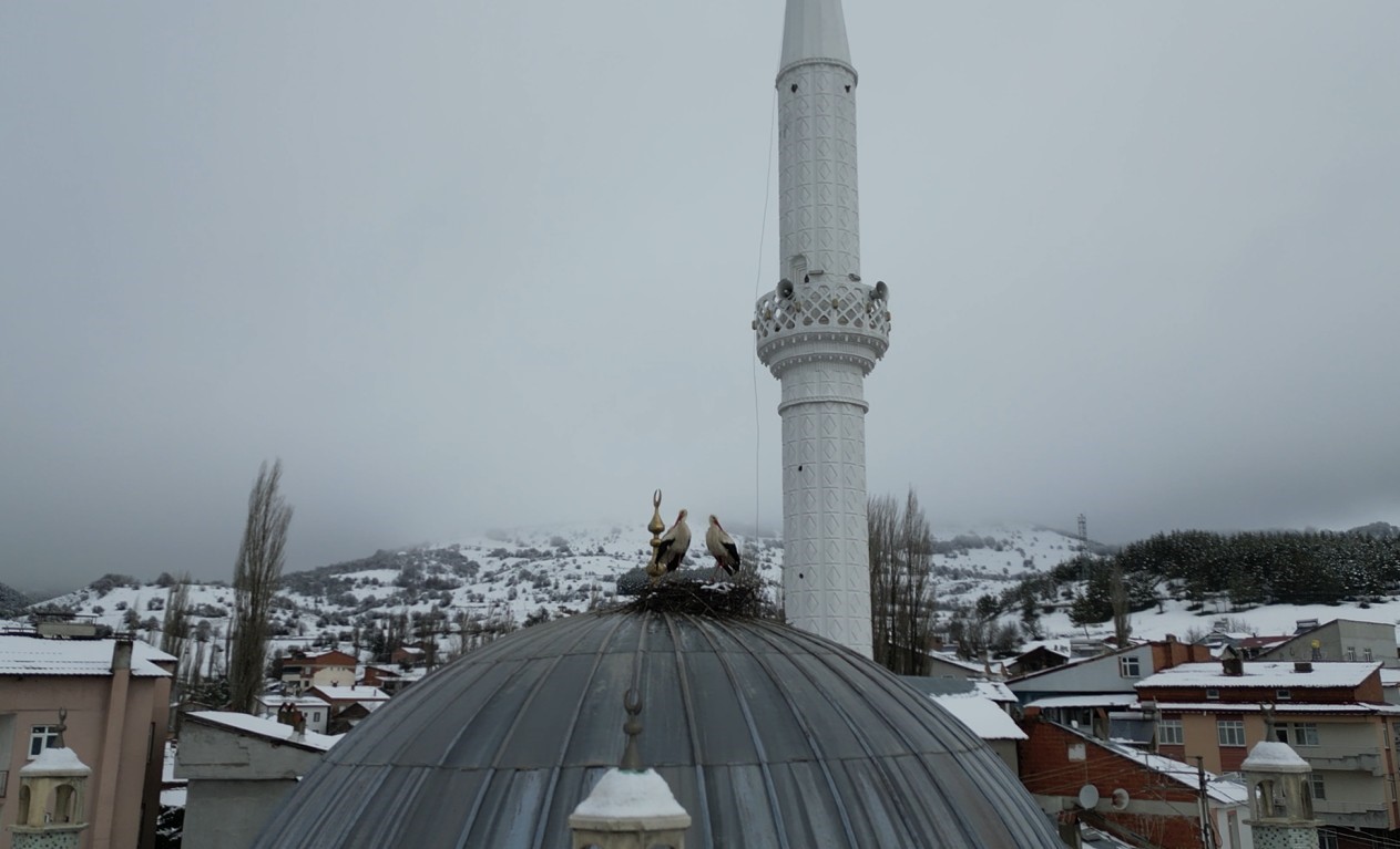 Tokat’ın Başçiftlik ilçesine 25 yıl sonra dönen leylekler, nisan ayında kar altında kaldı

