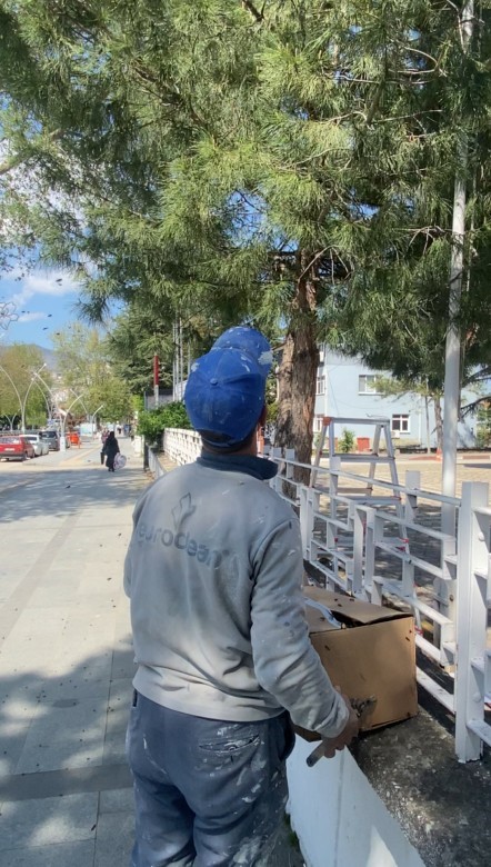 Tokat’ta ağaca oğul veren arıları ekipmansız topladı
