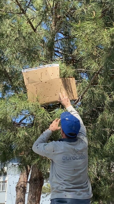 Tokat’ta ağaca oğul veren arıları ekipmansız topladı
