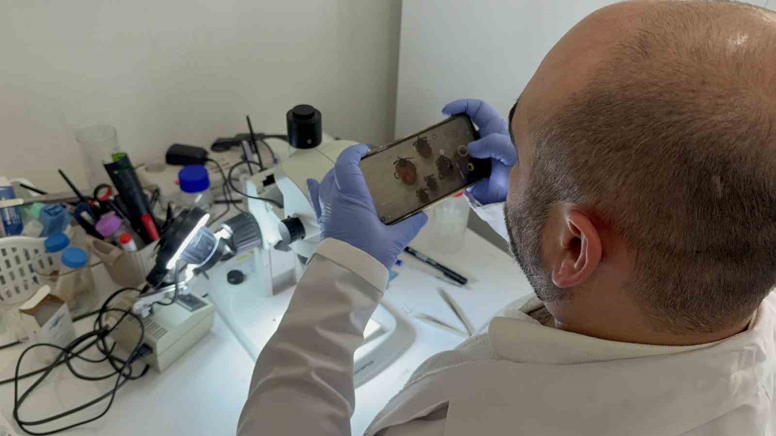 Tokat’ta uzmanından kene uyarısı: İklim düzensizliği ve küresel ısınma kene sezonunu uzatıyor
