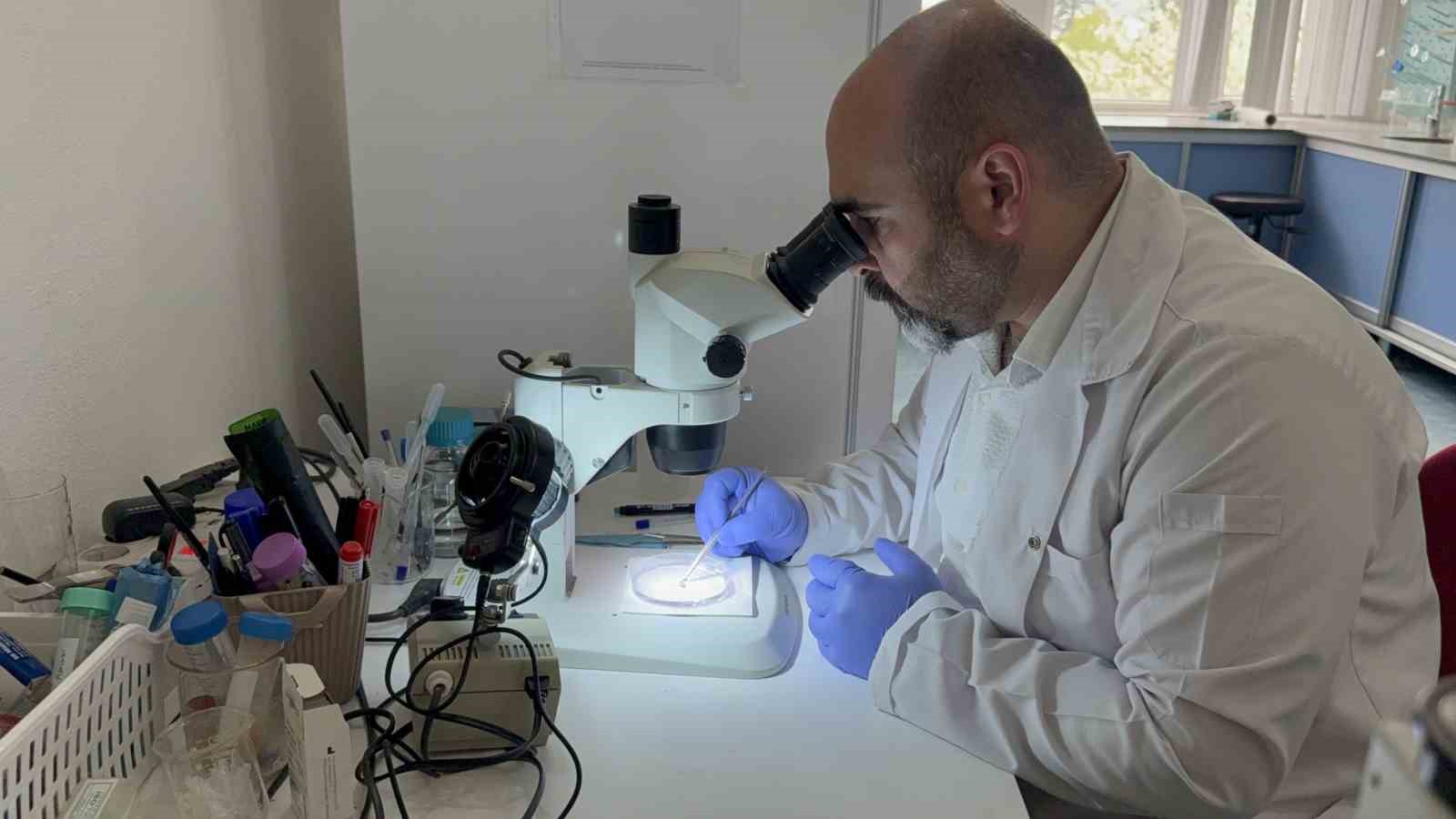 Tokat’ta uzmanından kene uyarısı: İklim düzensizliği ve küresel ısınma kene sezonunu uzatıyor
