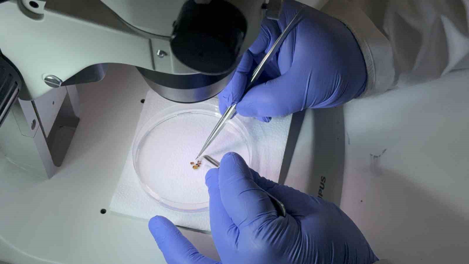 Tokat’ta uzmanından kene uyarısı: İklim düzensizliği ve küresel ısınma kene sezonunu uzatıyor
