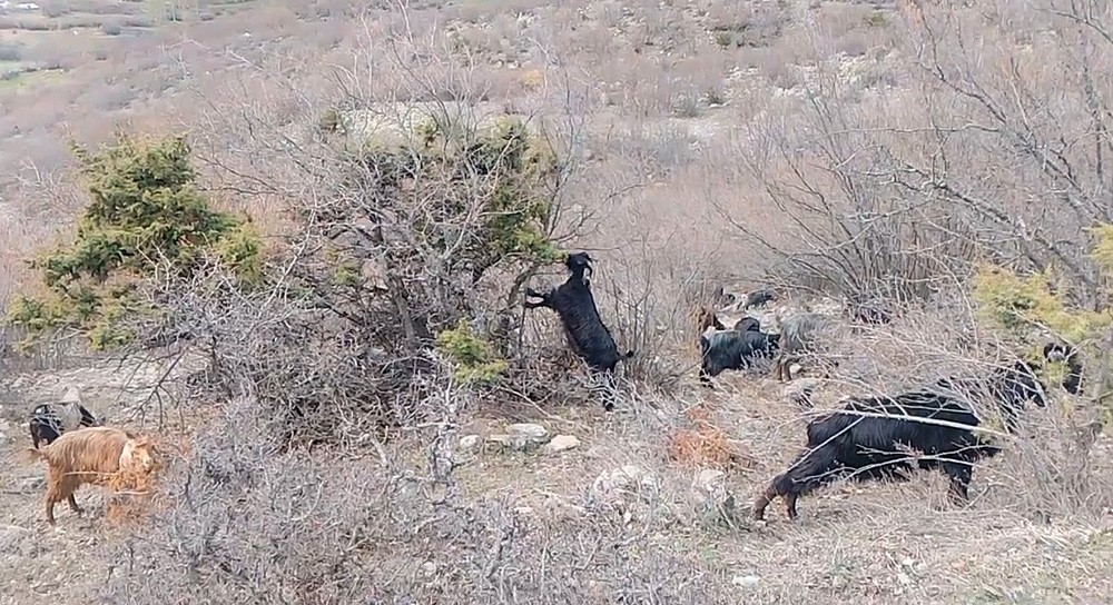 Tokat’ta yaylada kışın ayazında türküleriyle ısınan çoban, baharı da türküyle karşıladı
