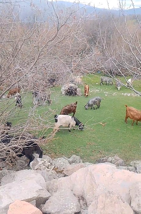 Tokat’ta yaylada kışın ayazında türküleriyle ısınan çoban, baharı da türküyle karşıladı
