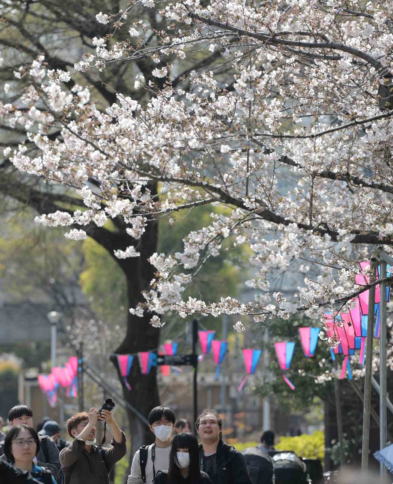 Tokyo’da Sakuralar izleyenlere görsel şölen yaşattı
Tokyo’da Sakuralar izleyenlere görsel şölen yaşattı