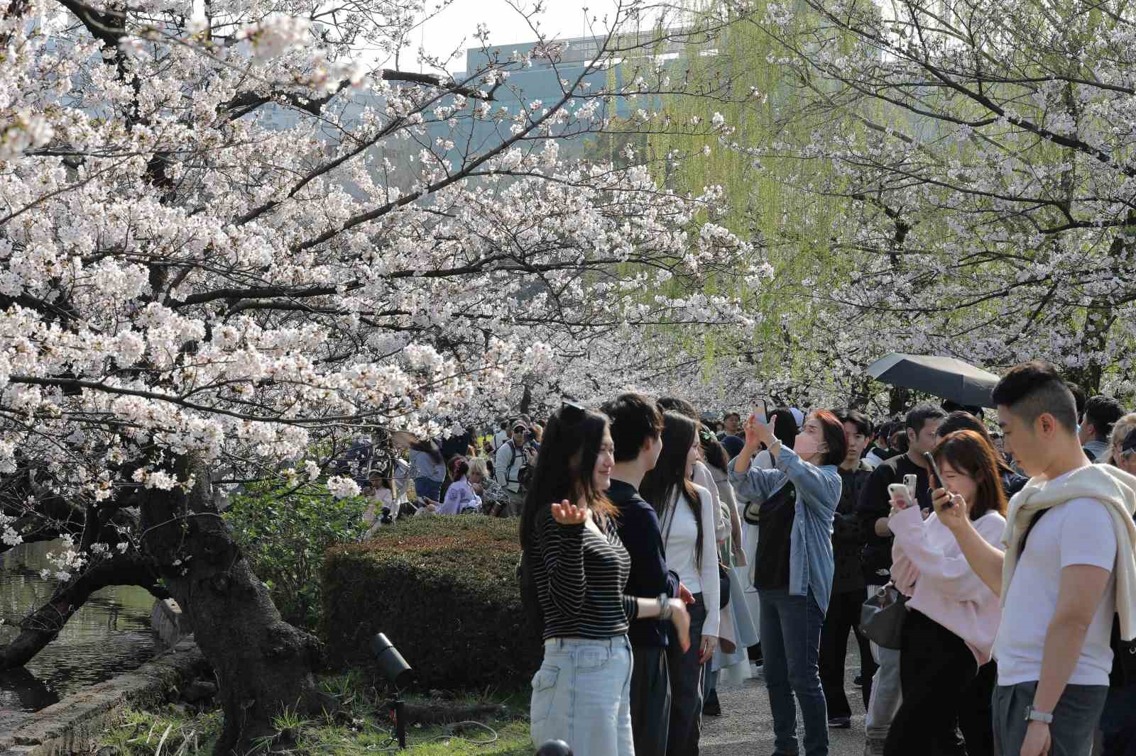 Tokyo’da Sakuralar izleyenlere görsel şölen yaşattı
Tokyo’da Sakuralar izleyenlere görsel şölen yaşattı