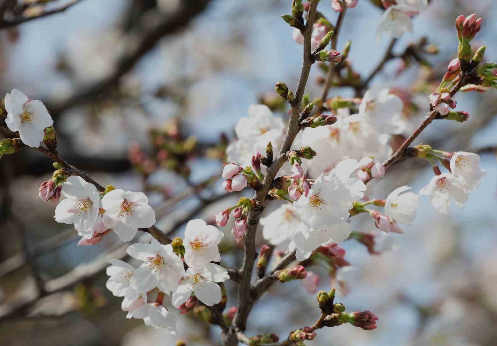 Tokyo’da Sakuralar izleyenlere görsel şölen yaşattı
Tokyo’da Sakuralar izleyenlere görsel şölen yaşattı