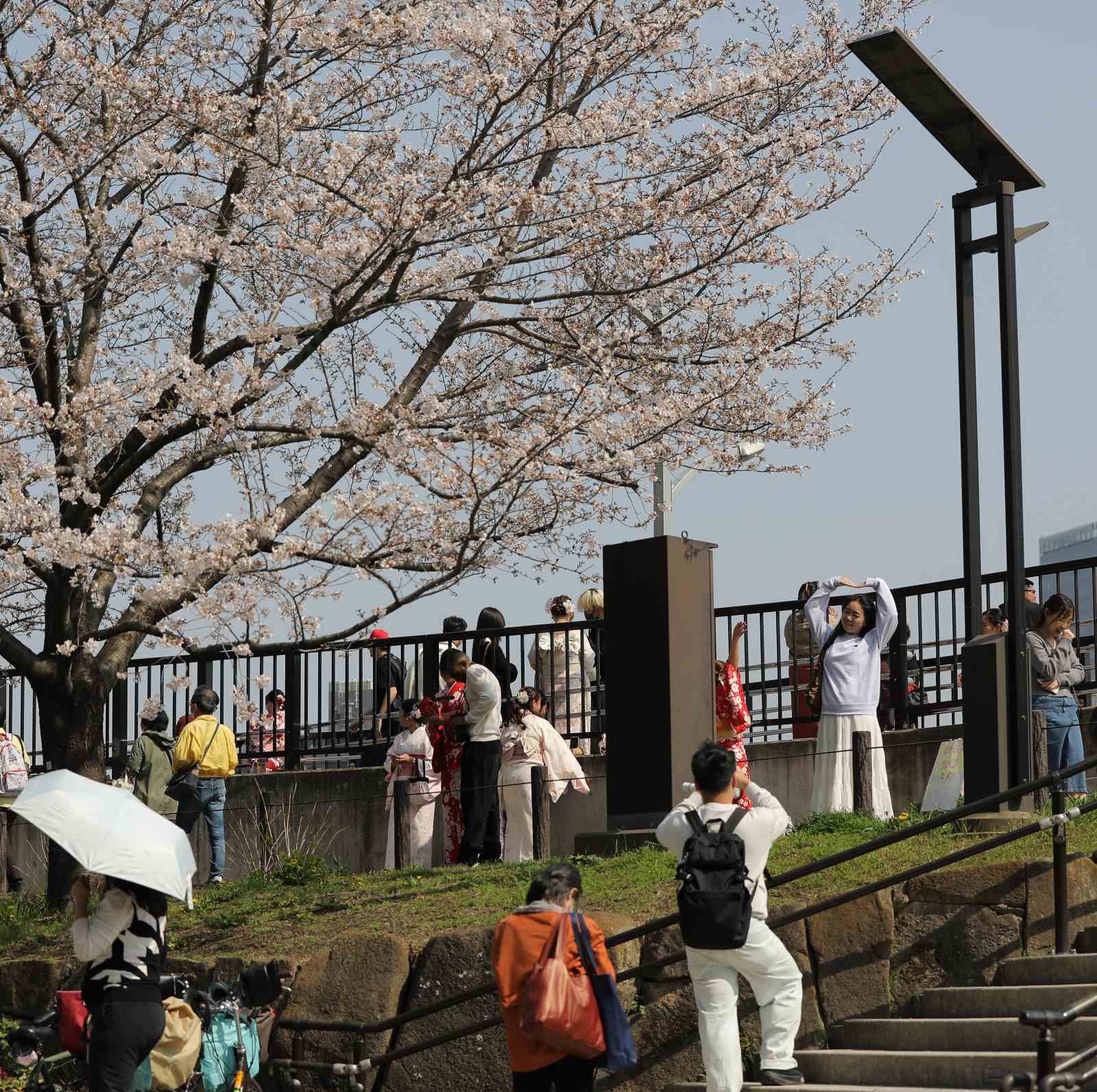 Tokyo’da Sakuralar izleyenlere görsel şölen yaşattı
Tokyo’da Sakuralar izleyenlere görsel şölen yaşattı