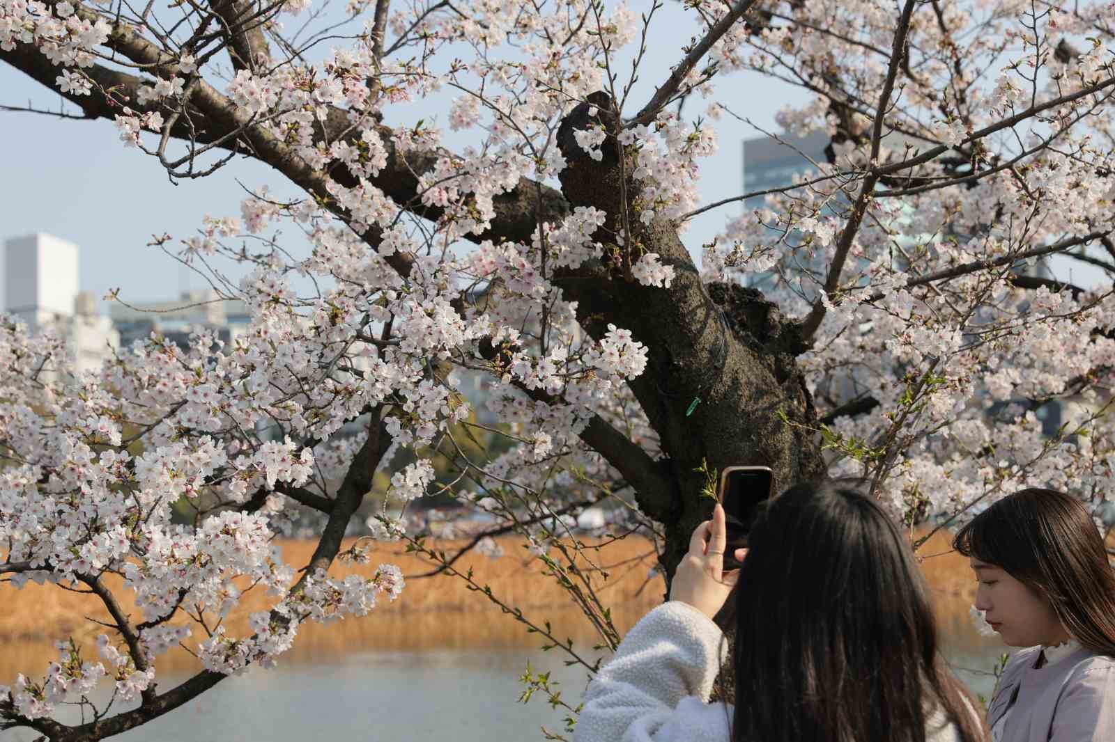 Tokyo’da Sakuralar izleyenlere görsel şölen yaşattı
Tokyo’da Sakuralar izleyenlere görsel şölen yaşattı