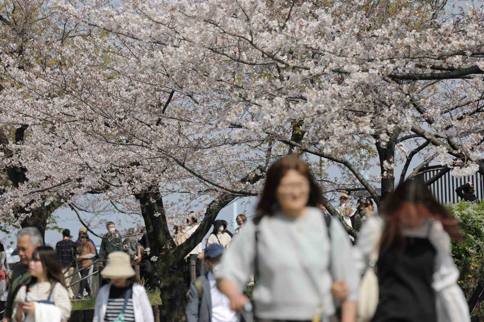 Tokyo’da Sakuralar izleyenlere görsel şölen yaşattı
Tokyo’da Sakuralar izleyenlere görsel şölen yaşattı