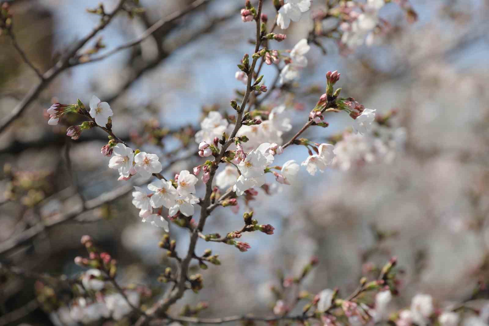 Tokyo’da Sakuralar izleyenlere görsel şölen yaşattı
Tokyo’da Sakuralar izleyenlere görsel şölen yaşattı