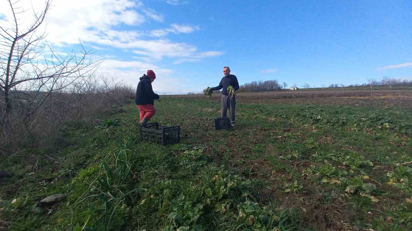 Toprağa emek, çocuklara gelecek: Karı-koca dört mevsim tarlada çalışıyor
