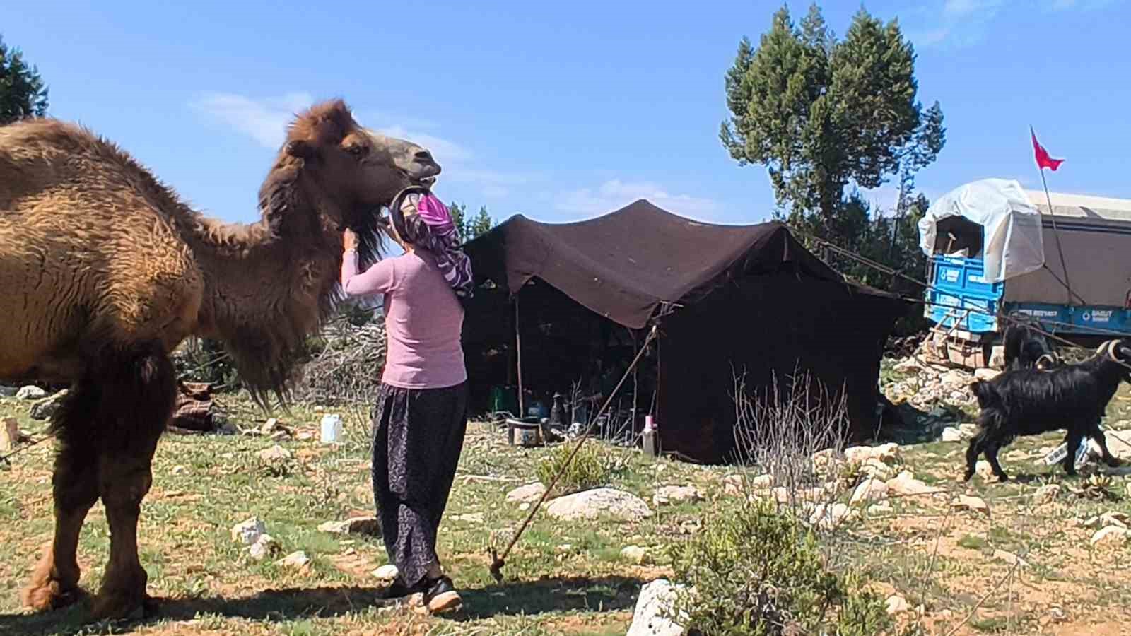 Toroslar’da Yörük göçü başladı: Sarıkeçililer yayla yolunda

