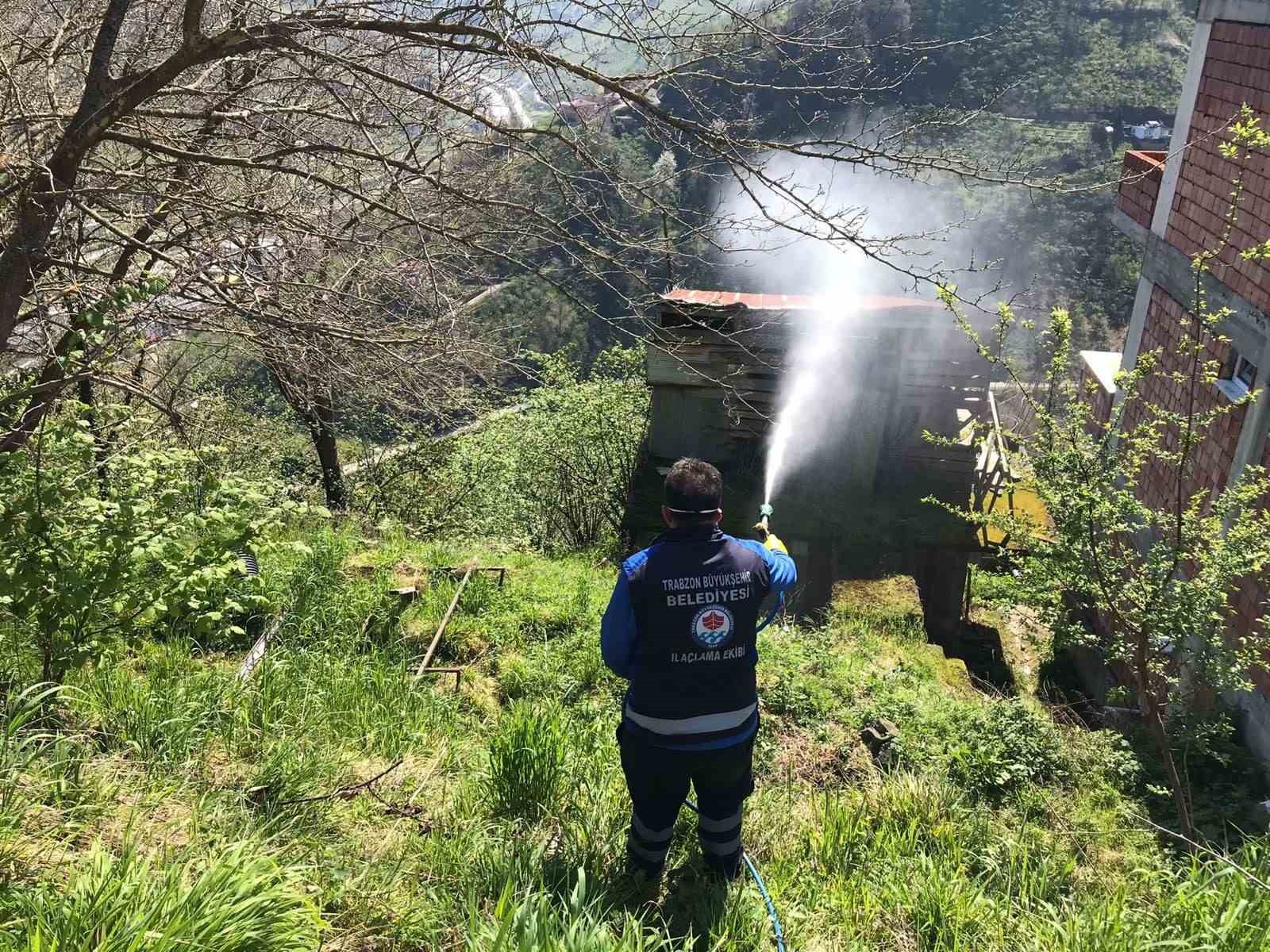 Trabzon’da kokarca ile mücadele sürüyor
