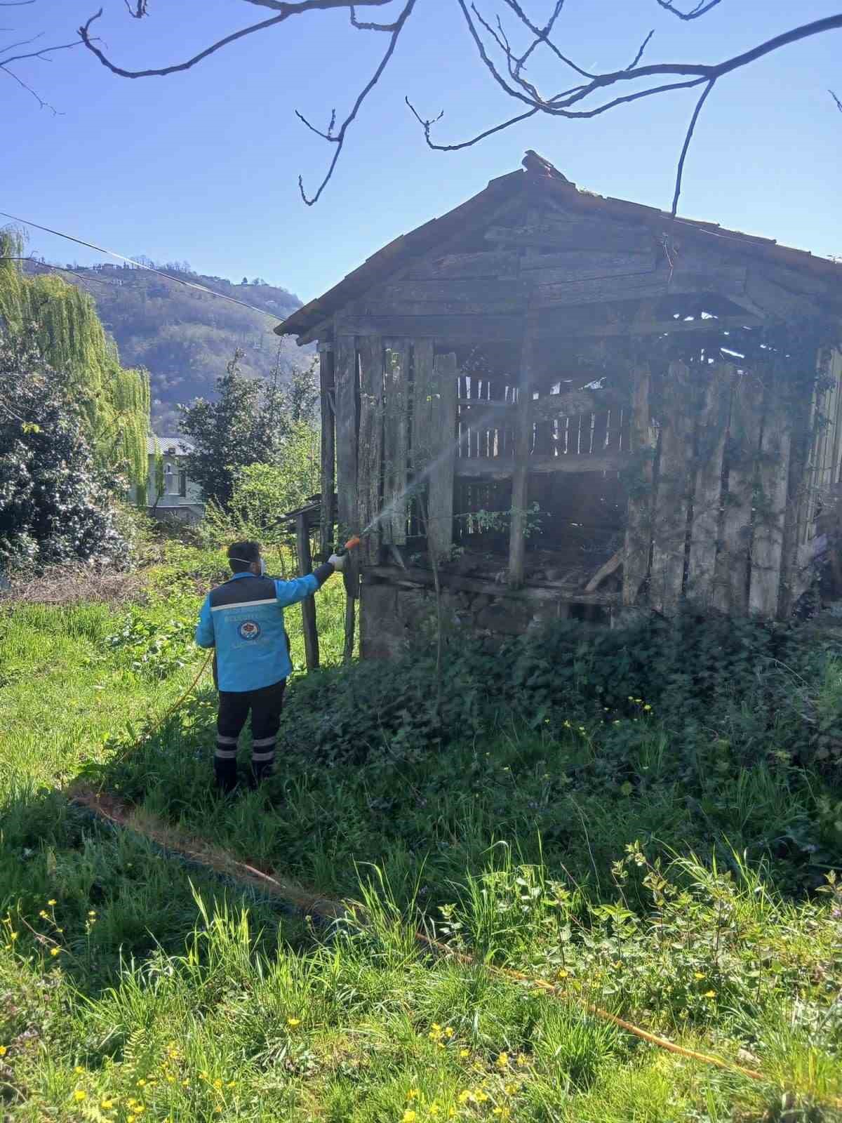 Trabzon’da kokarca ile mücadele sürüyor
