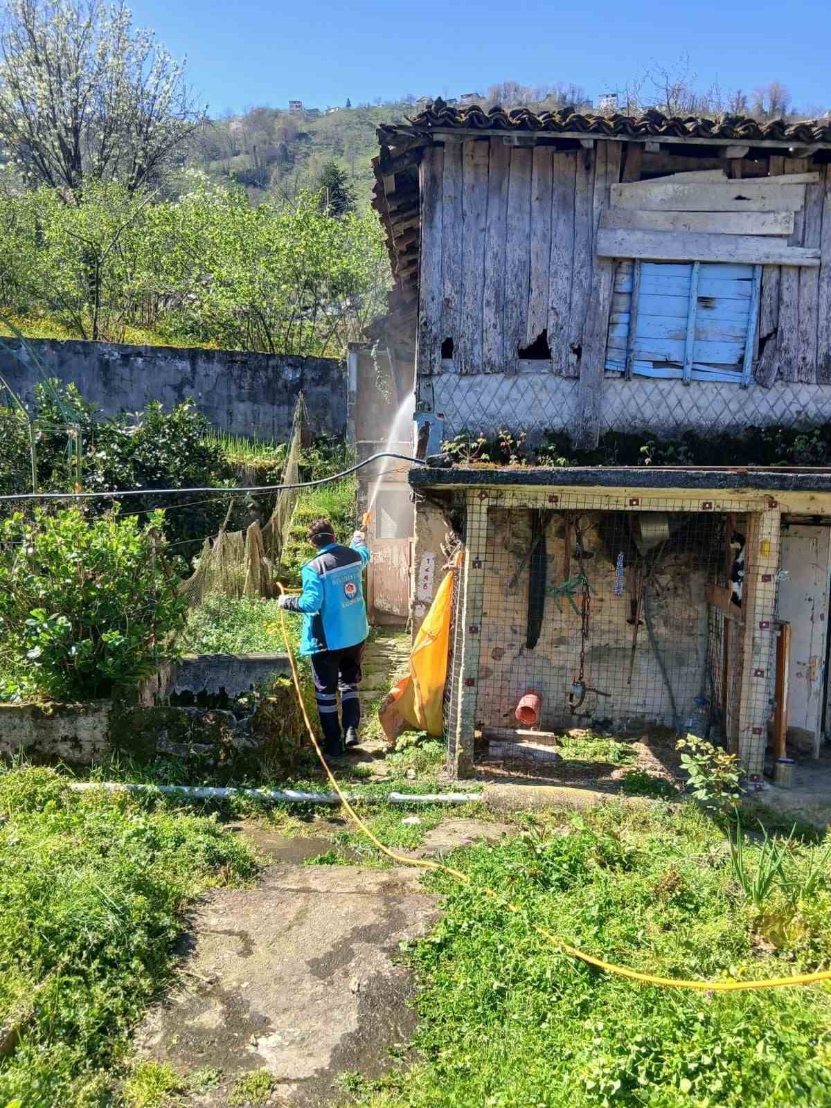 Trabzon’da kokarca ile mücadele sürüyor
