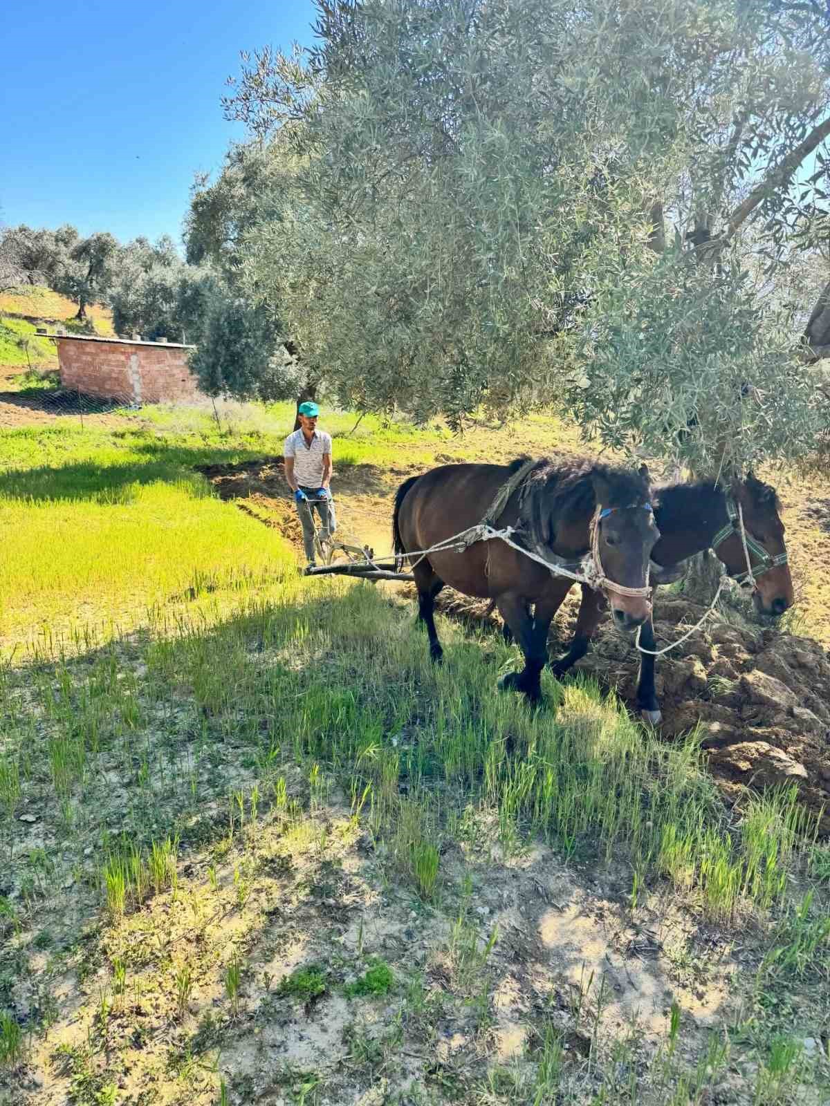 Traktörün giremediği zeytinlikte üretim atlarla sürüyor
