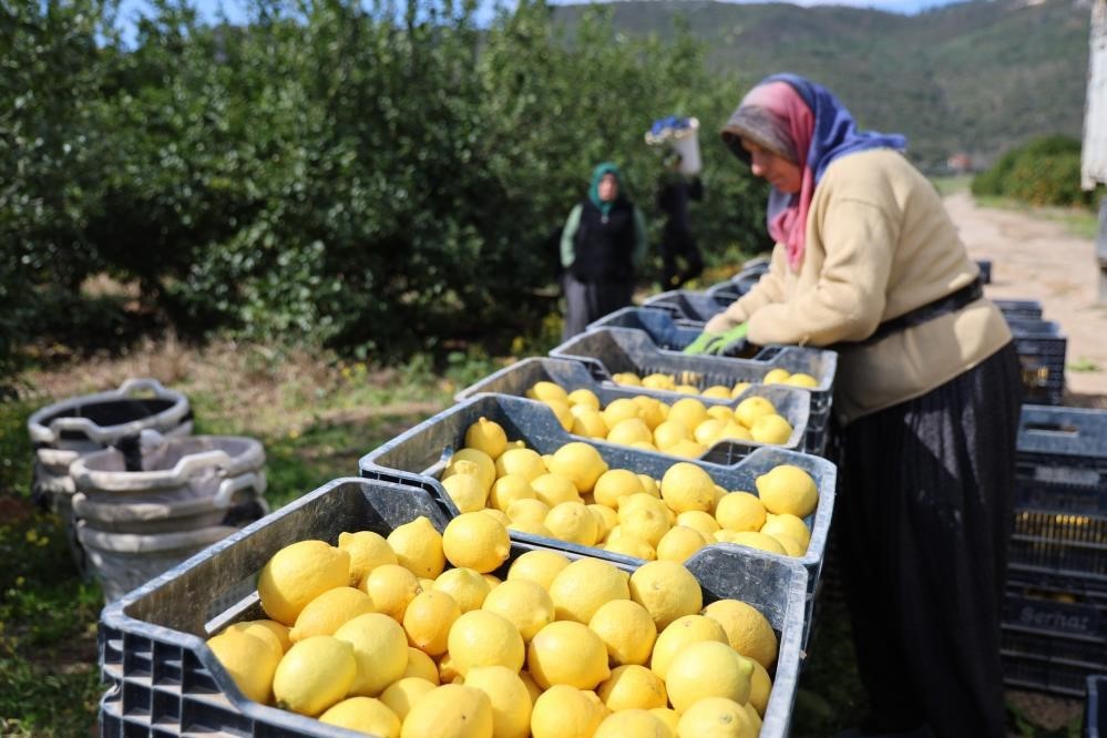 TÜİK’e göre limonda üretici fiyatları yıllık yüzde 410 yükseldi
