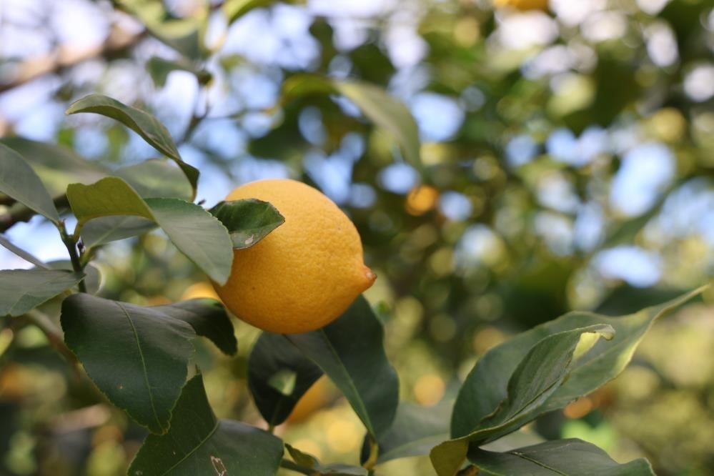 TÜİK’e göre limonda üretici fiyatları yıllık yüzde 410 yükseldi
