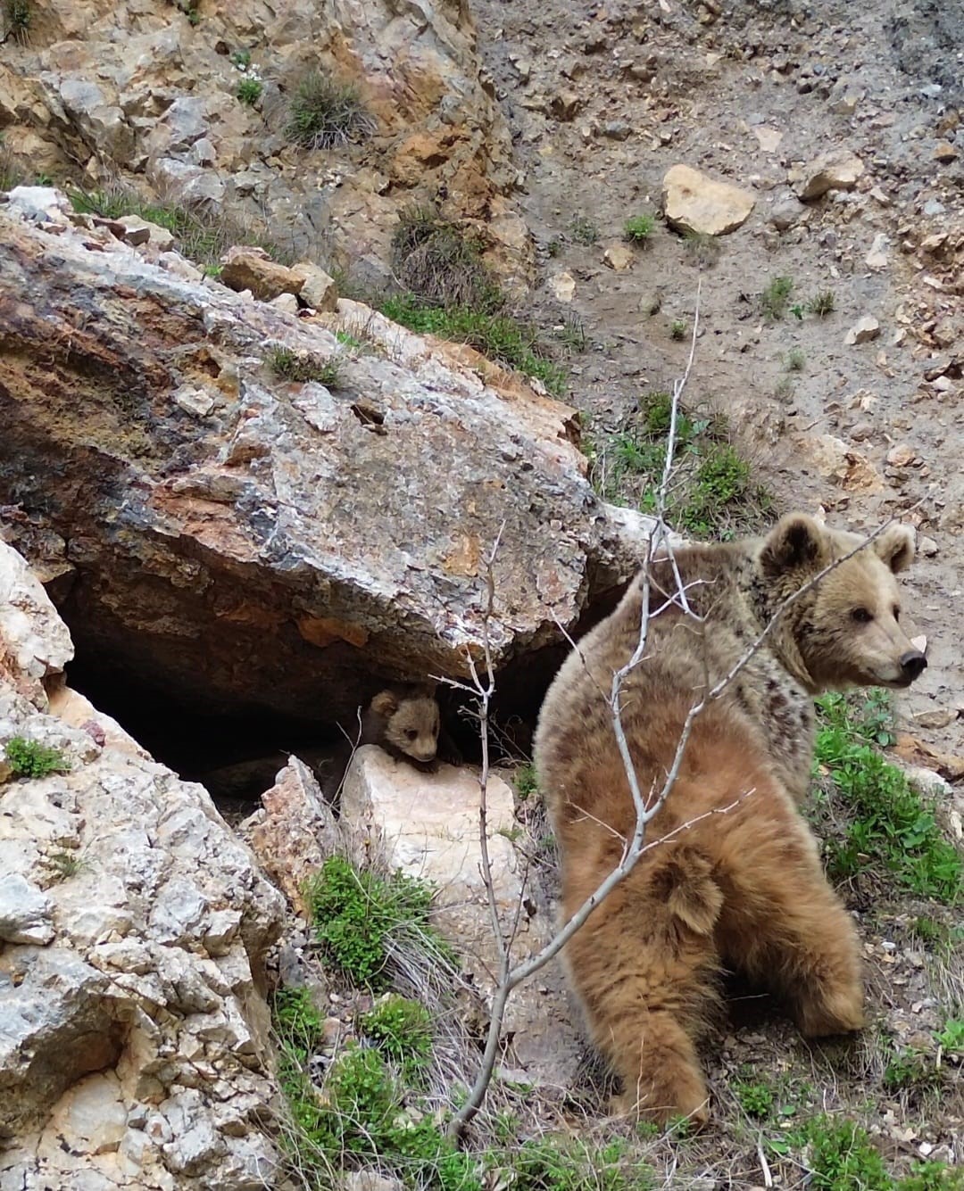 Tunceli’de ayı ve yavrusu dron ile görüntülendi
