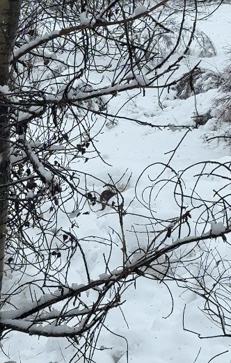Tunceli’de beyaz örtü üzerinde nadir anlar: Nesli tehlike altındaki su samuru kamerada
